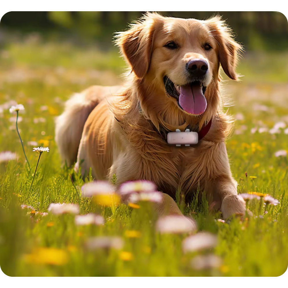 584d2b849ccb29f0385c9e69c7e22292